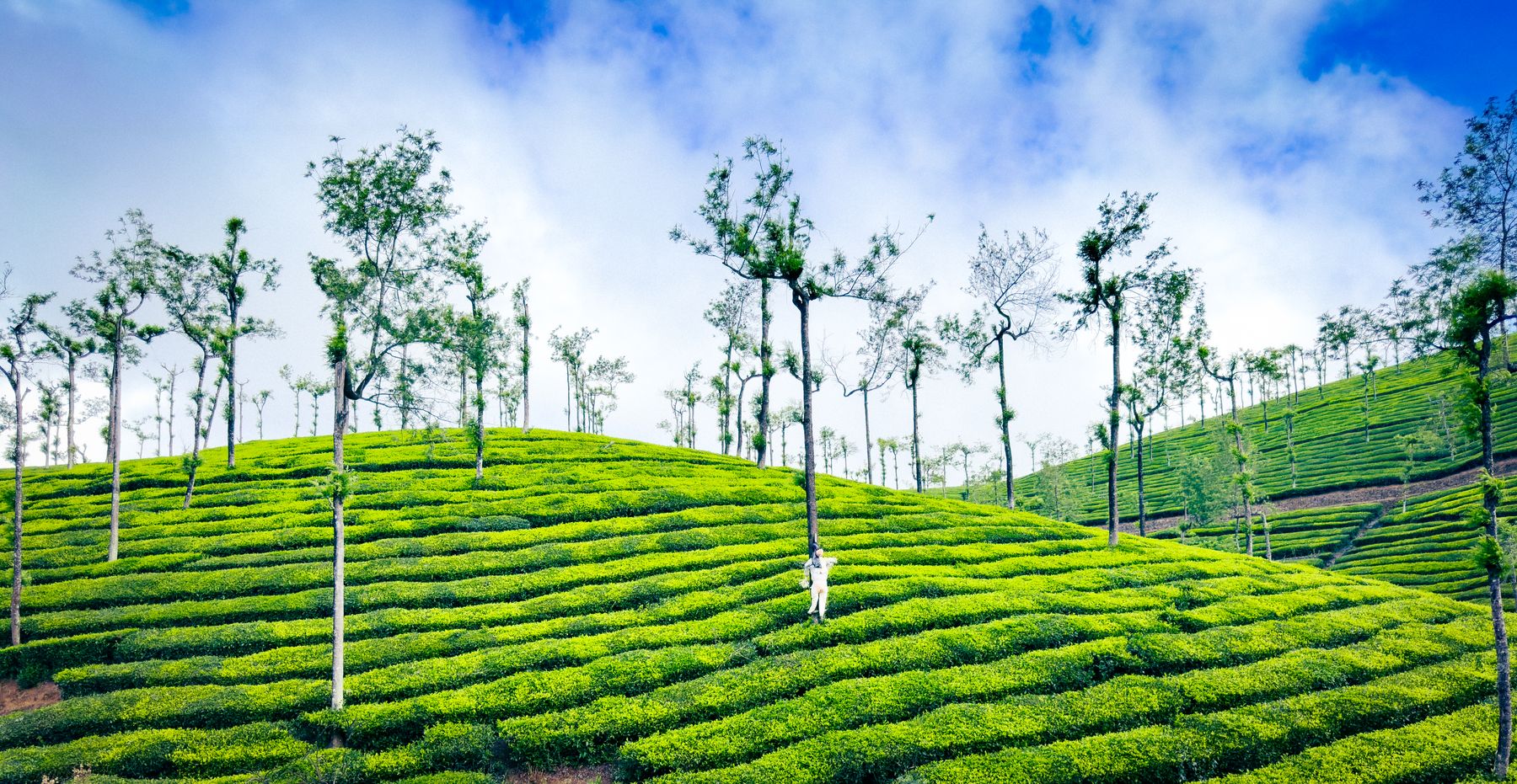 Bright Green Tea Plantation Rows